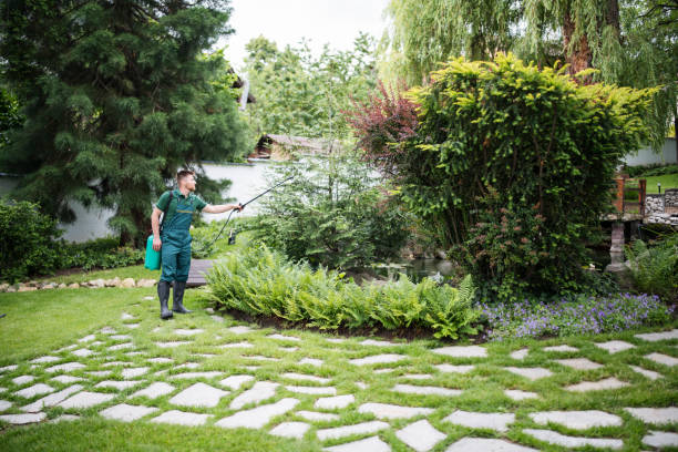 Best Wasp Removal Services  in Delano, MN