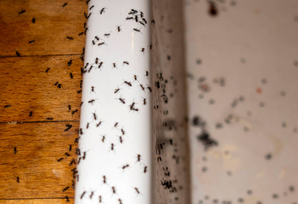 Best Pest Control Near Me in Delano, MN