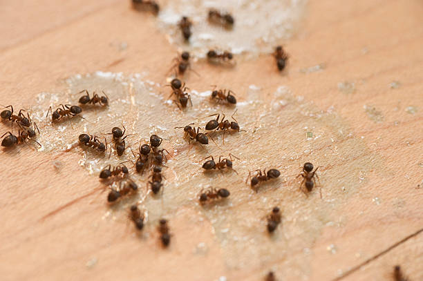 Best Local Pest Control Services  in Delano, MN